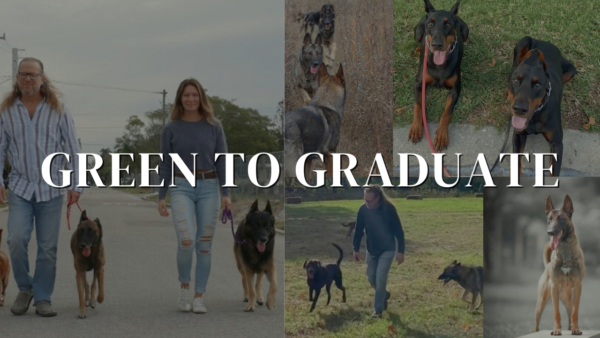 Two people walking dogs on leashes on the left. Various images of dogs playing and lying down on the right. Text overlay reads