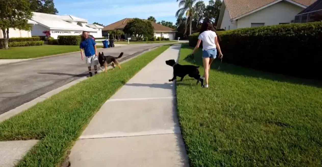 Two people walking their dogs and discussing dog training testimonials on a sidewalk in a suburban neighborhood on a sunny day.