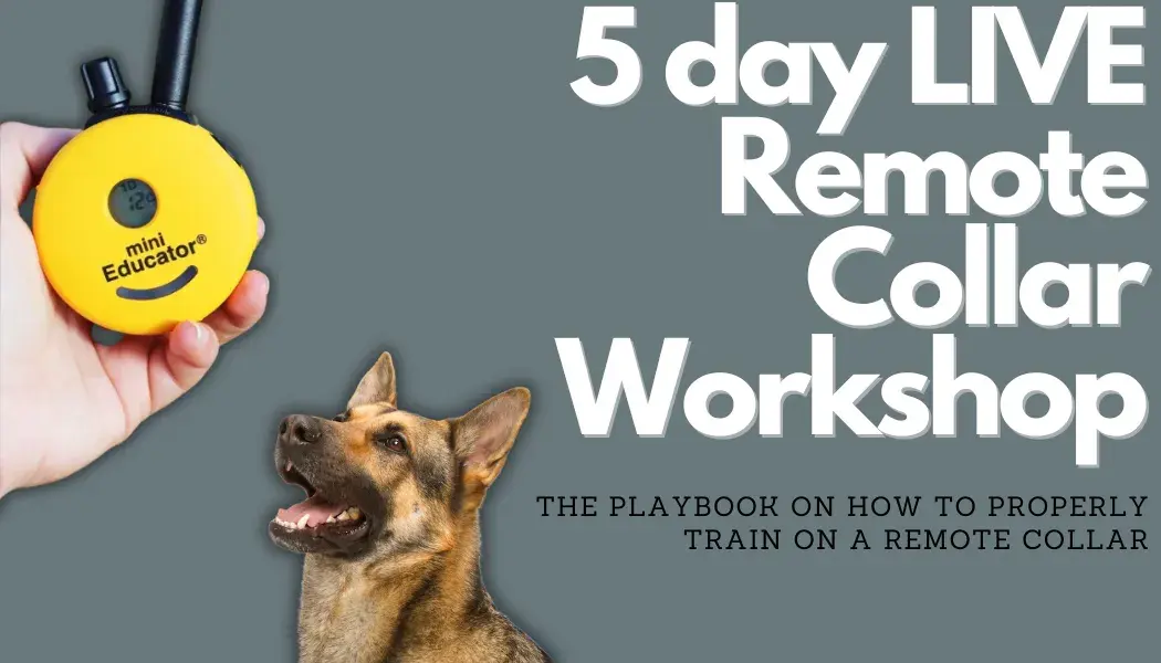 5 Day Dog Training Remote Collar ecollar Workshop