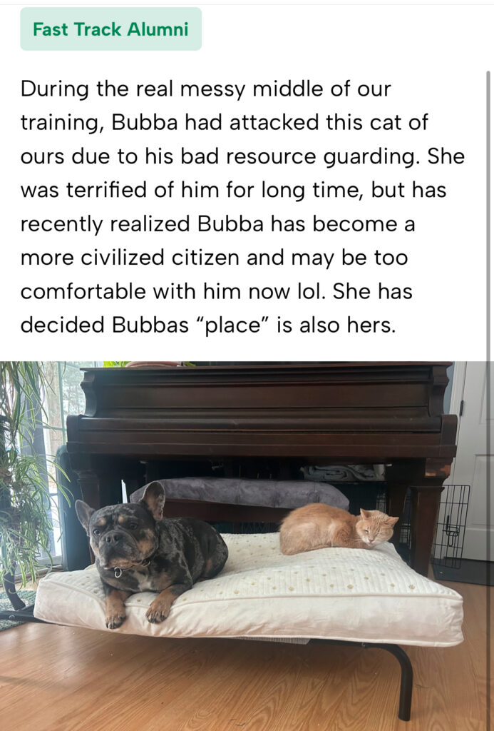 A French bulldog and an orange cat are lying together on a dog bed in front of a piano. A note above describes their past conflict and present peaceful coexistence.